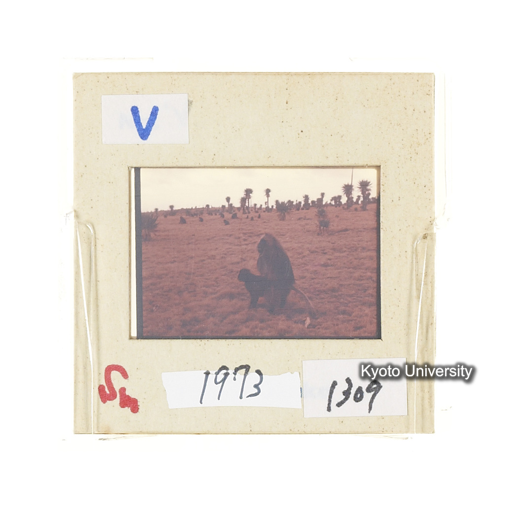 Sm　1973　1309 (2)