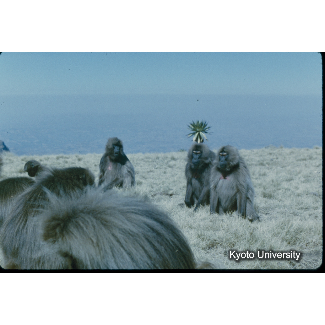 Sm　1973　8　（N）[赤色, 丸囲み] (1)