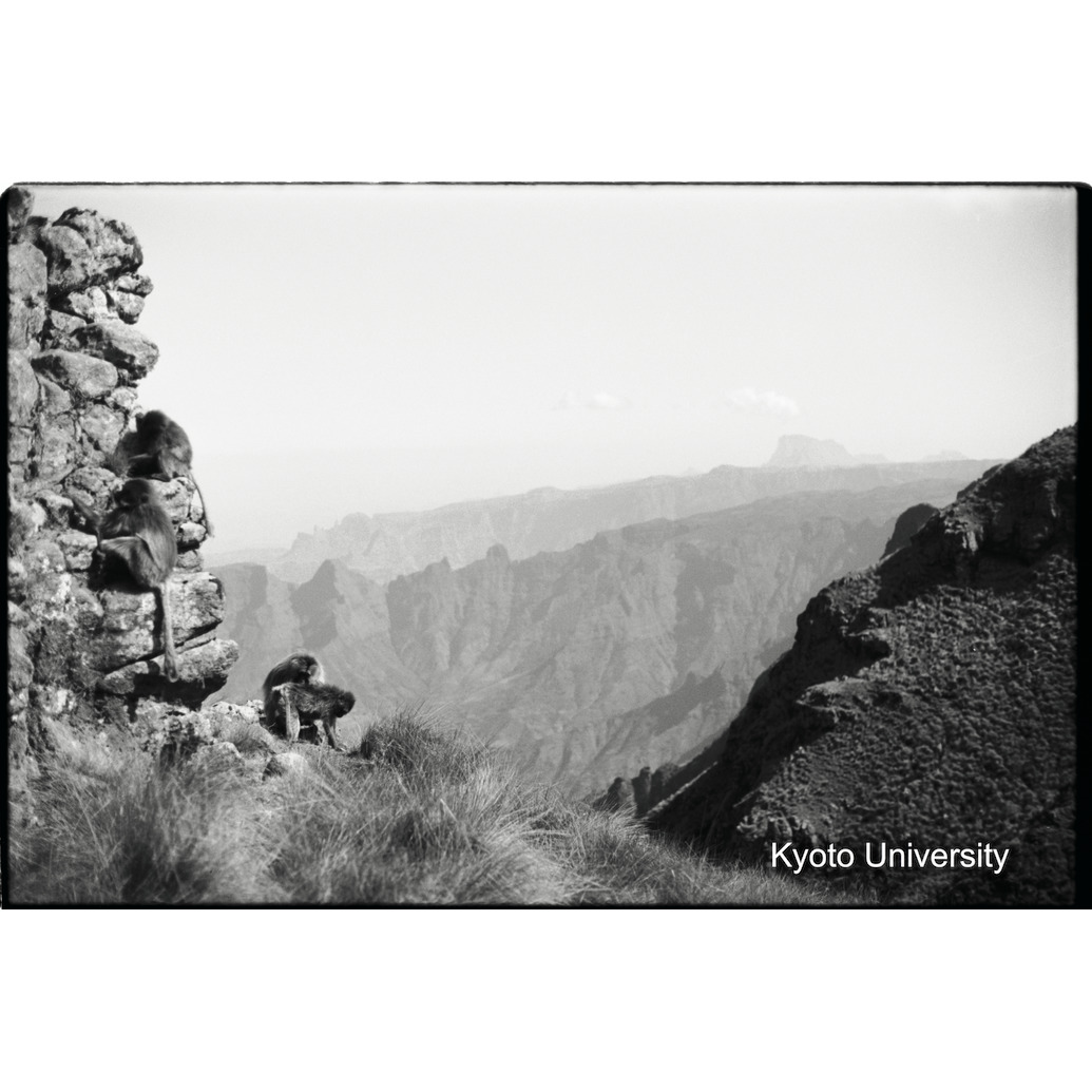 [９コマ目]「崖でのグルーミング（２）」 (1)