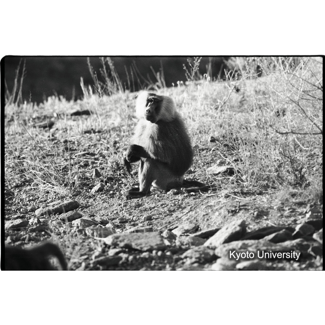 [３コマ目]「マントヒヒよりの雑種雄（１）」 (1)