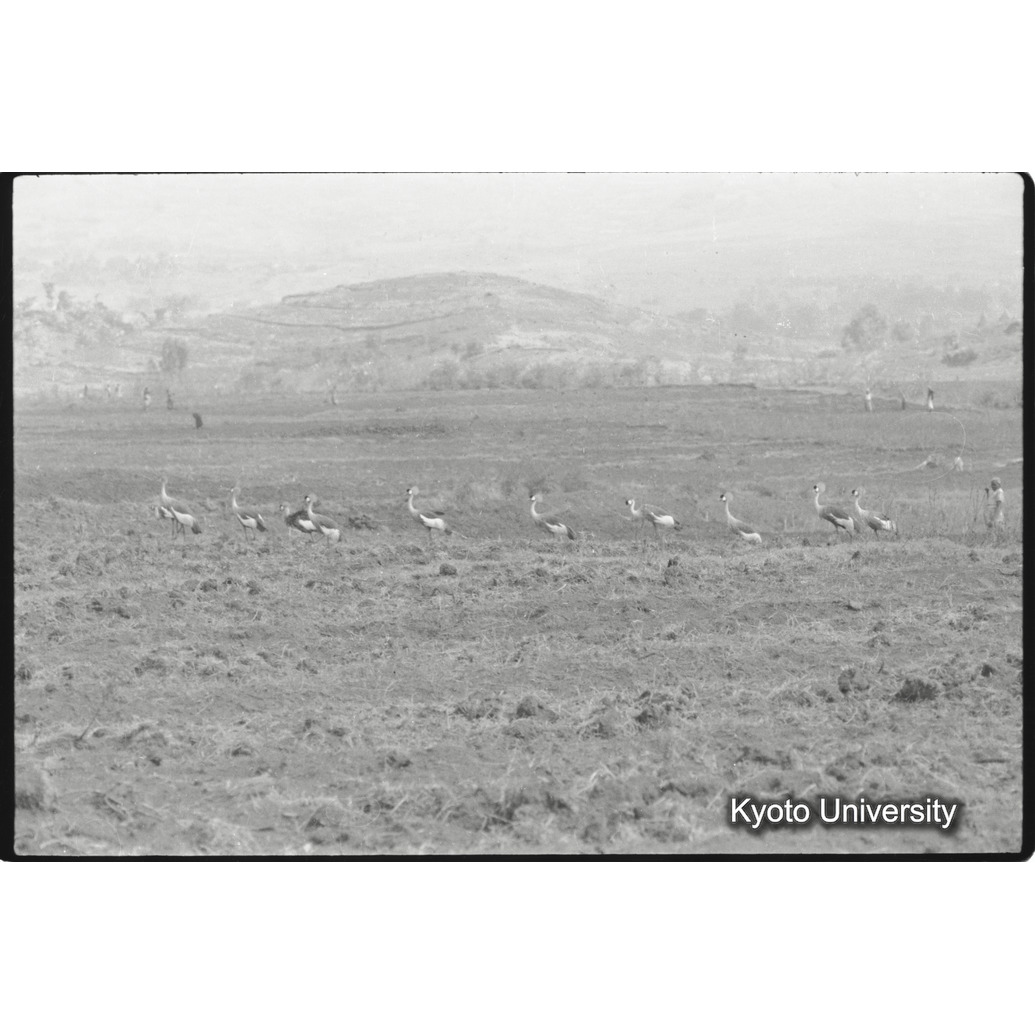 [26コマ目]「カンムリヅル（２）」 (1)