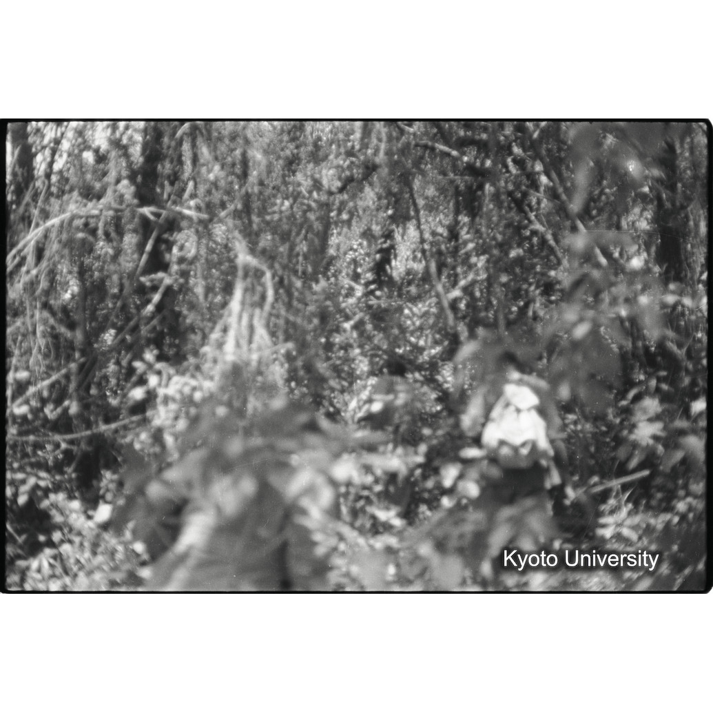 [33コマ目]「ゴリラのいる森（２）」 (1)