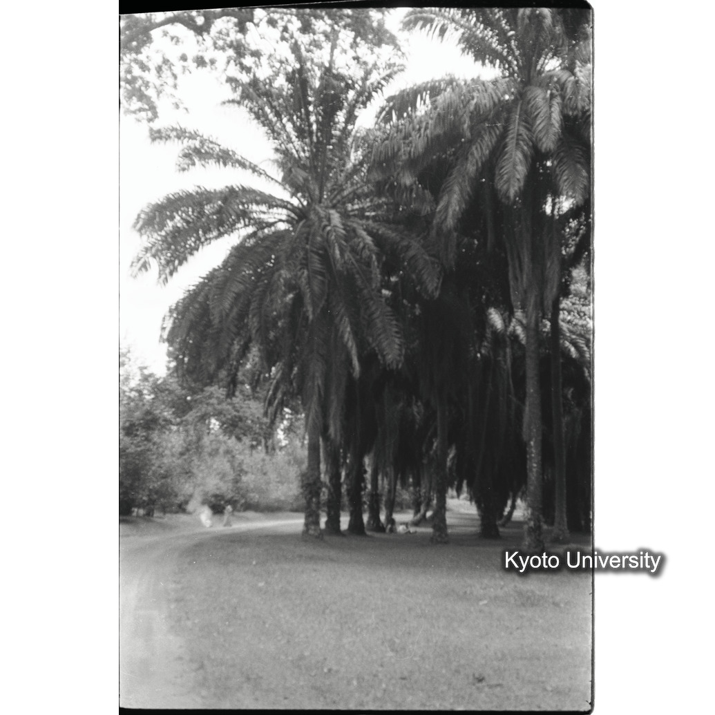 [8コマ目]「ヤシ林（２）」 (1)