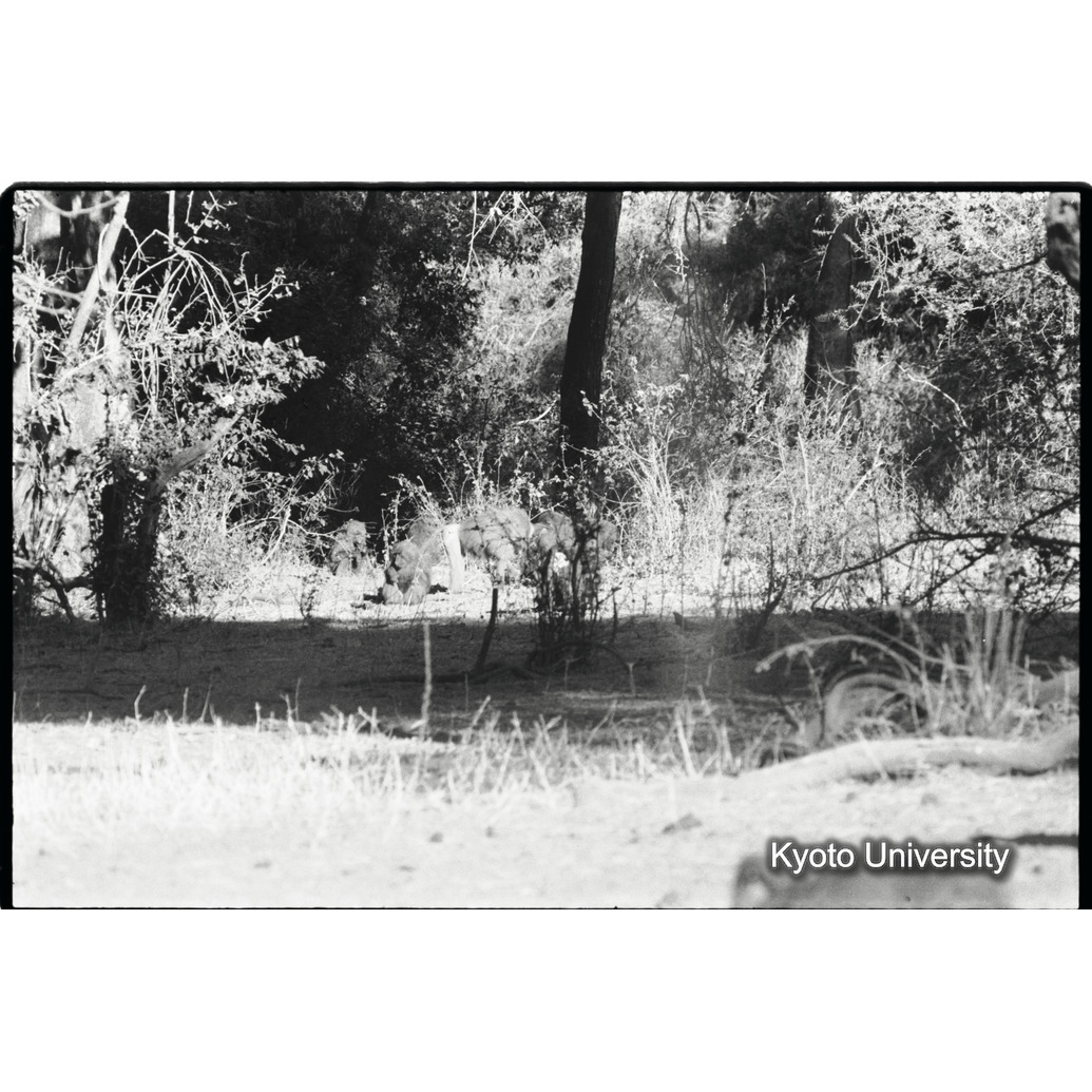 [６コマ目]「マントヒヒのヤングアダルト雄が、アヌビスヒヒの雌に交尾（５）」 (1)