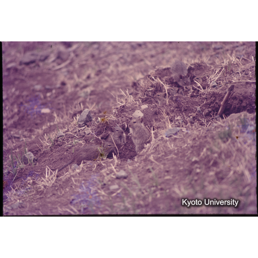 Sm　1973　1523 (1)