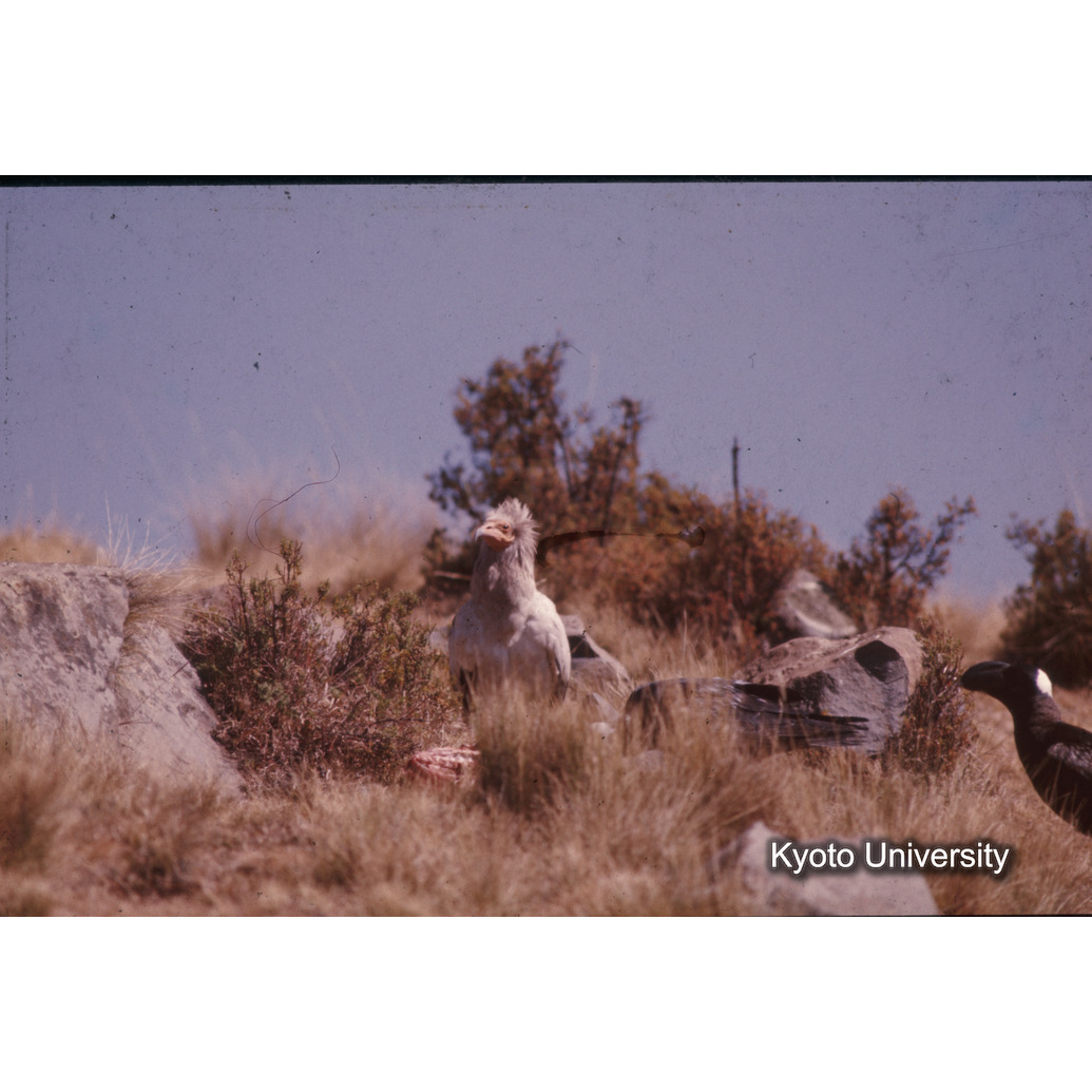 Sm　1973　1046 (1)