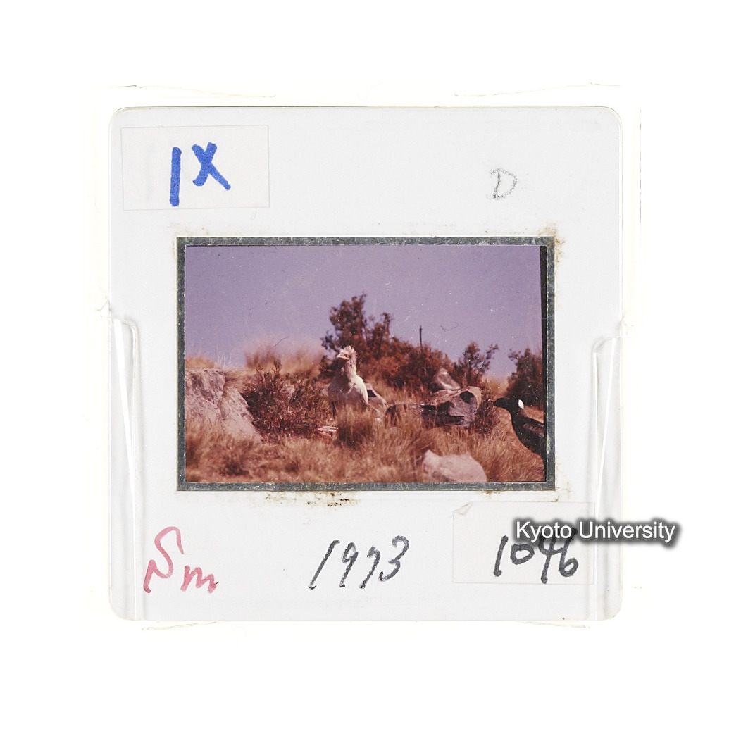 Sm　1973　1046 (2)