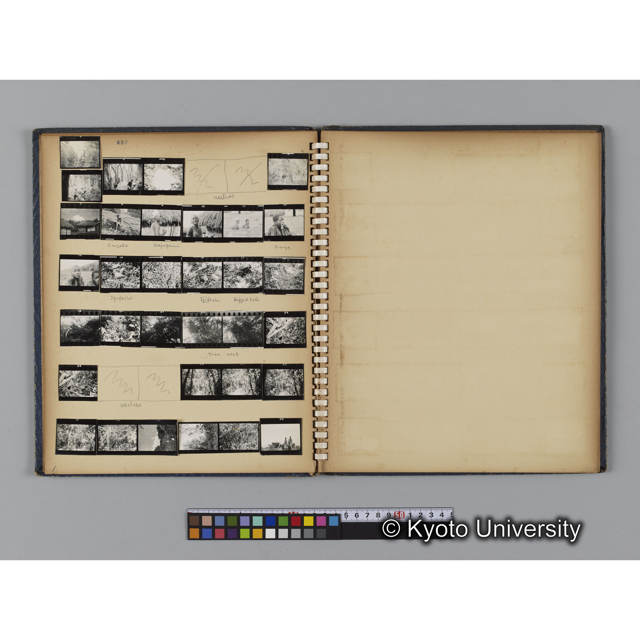 ゴリラ探検写真アルバム３「ゴリラサンクチュアリでの調査」（コンタクトシート662～666対応分） (3)