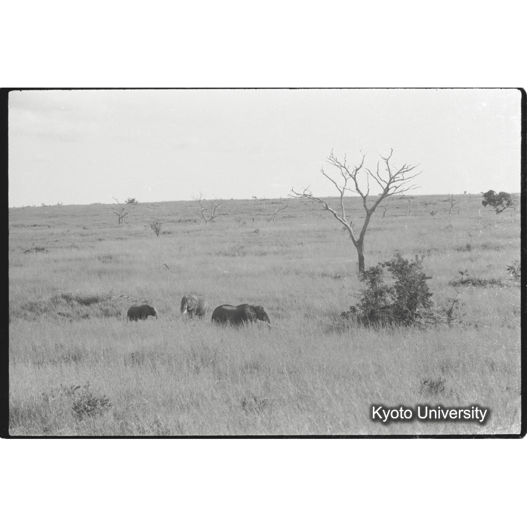 [１２コマ目]「アフリカゾウ発見」 (1)