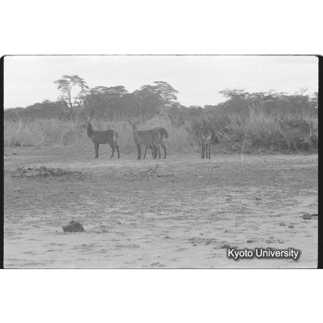 [32コマ目]「ウォーターバックの雌グループ」 (1)