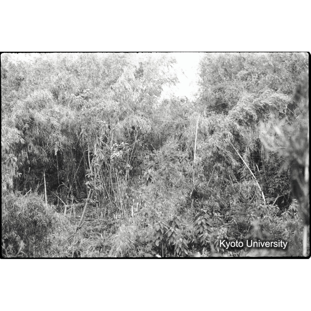 [28コマ目]「バンブー林に入る道（３）」 (1)