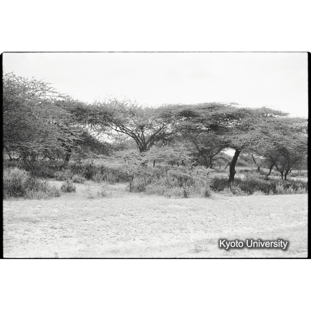 [３２コマ目]「サバンナ（３）」 (1)