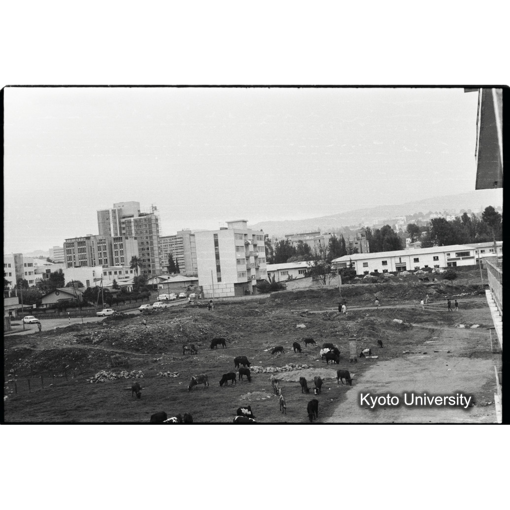 [１６コマ目]「高層ビルと牛（２）」 (1)