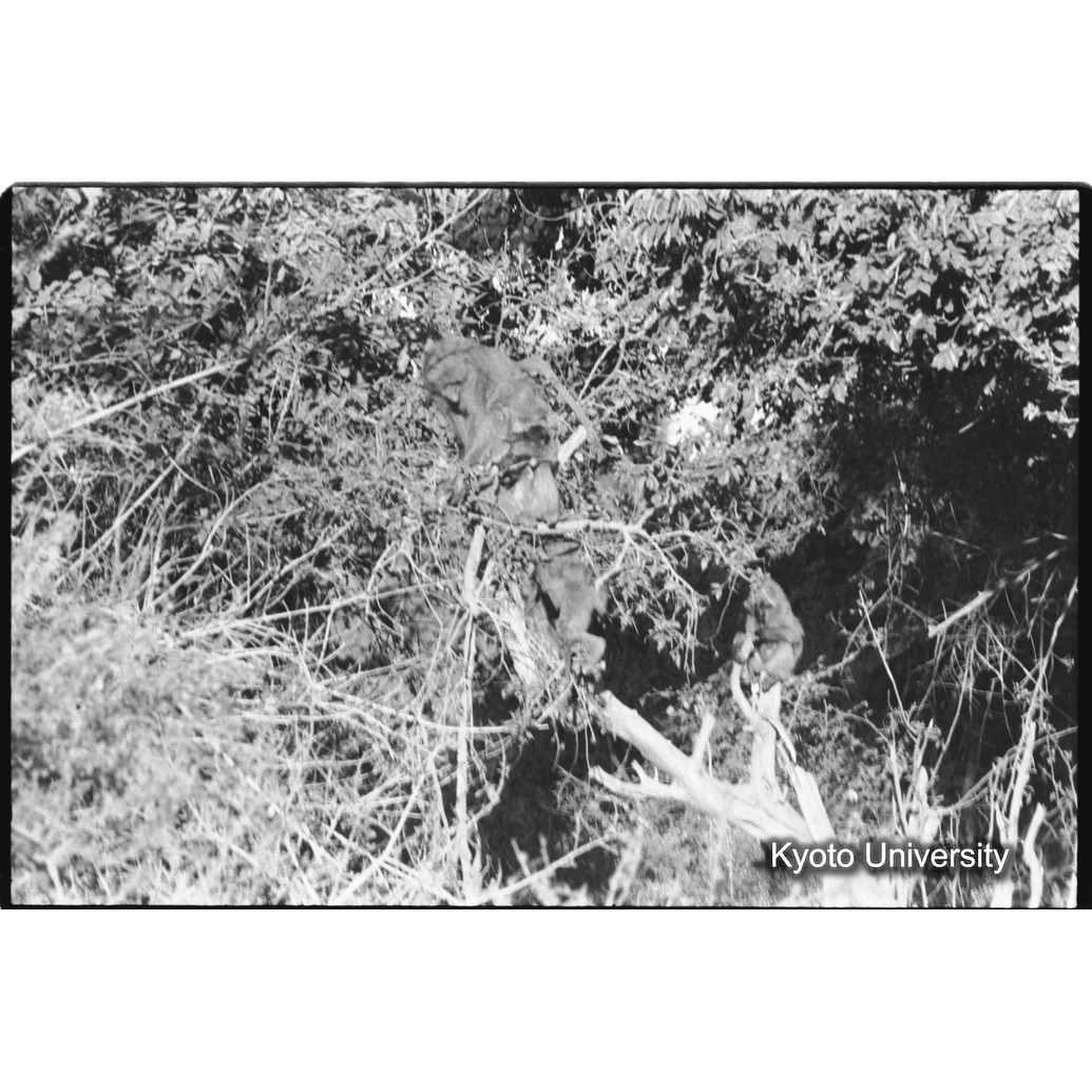 [１４コマ目]「夜、木の上で休むアヌビスヒヒ（１）」 (1)