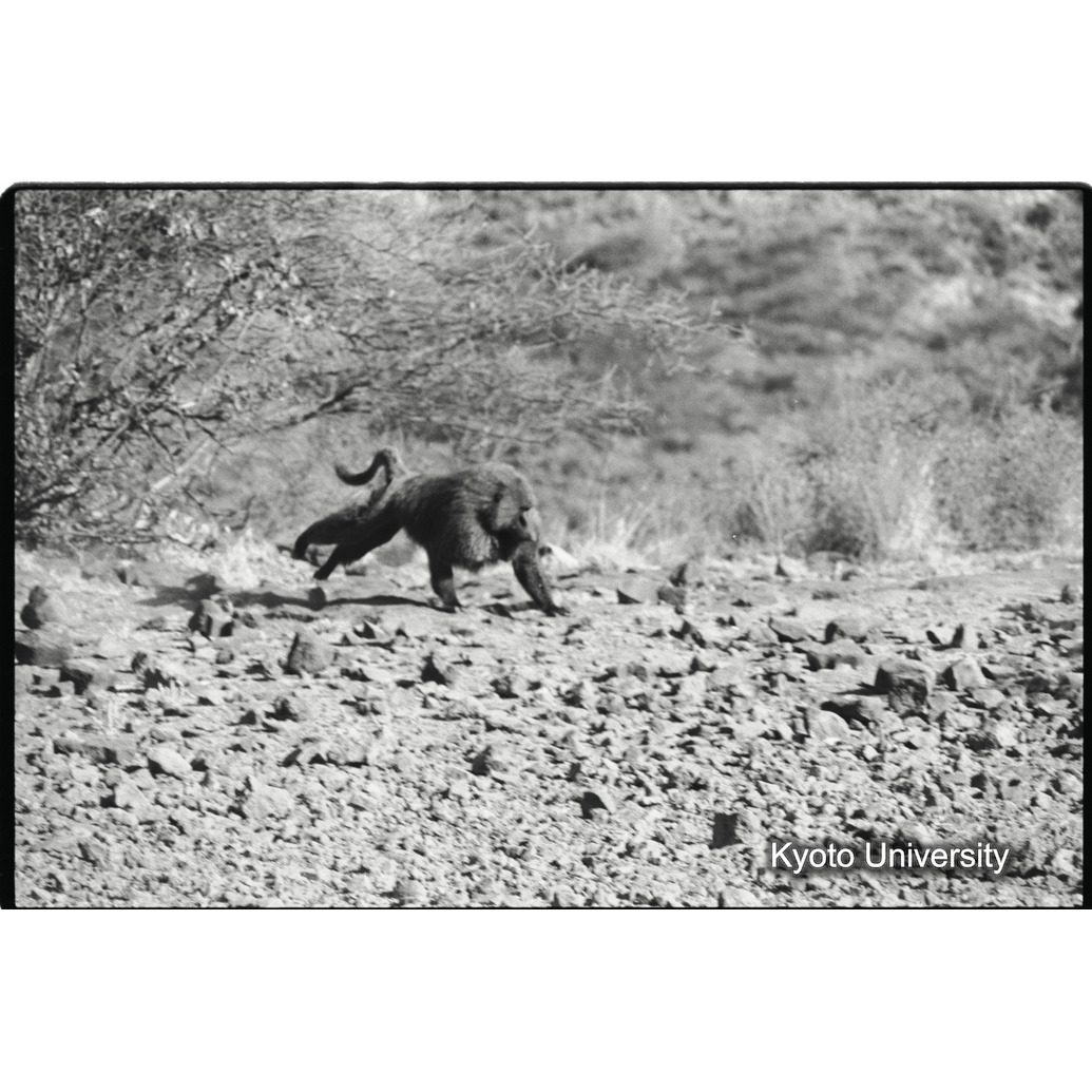 [７コマ目]「雑種雄の性行動（３）」 (1)