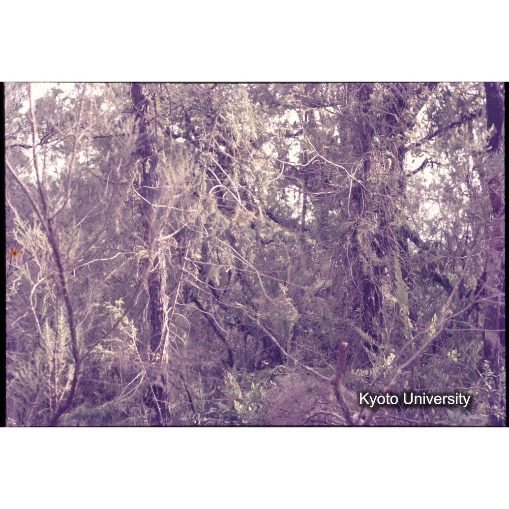 Sm　1973　80　（N）[赤色, 丸囲み] (1)