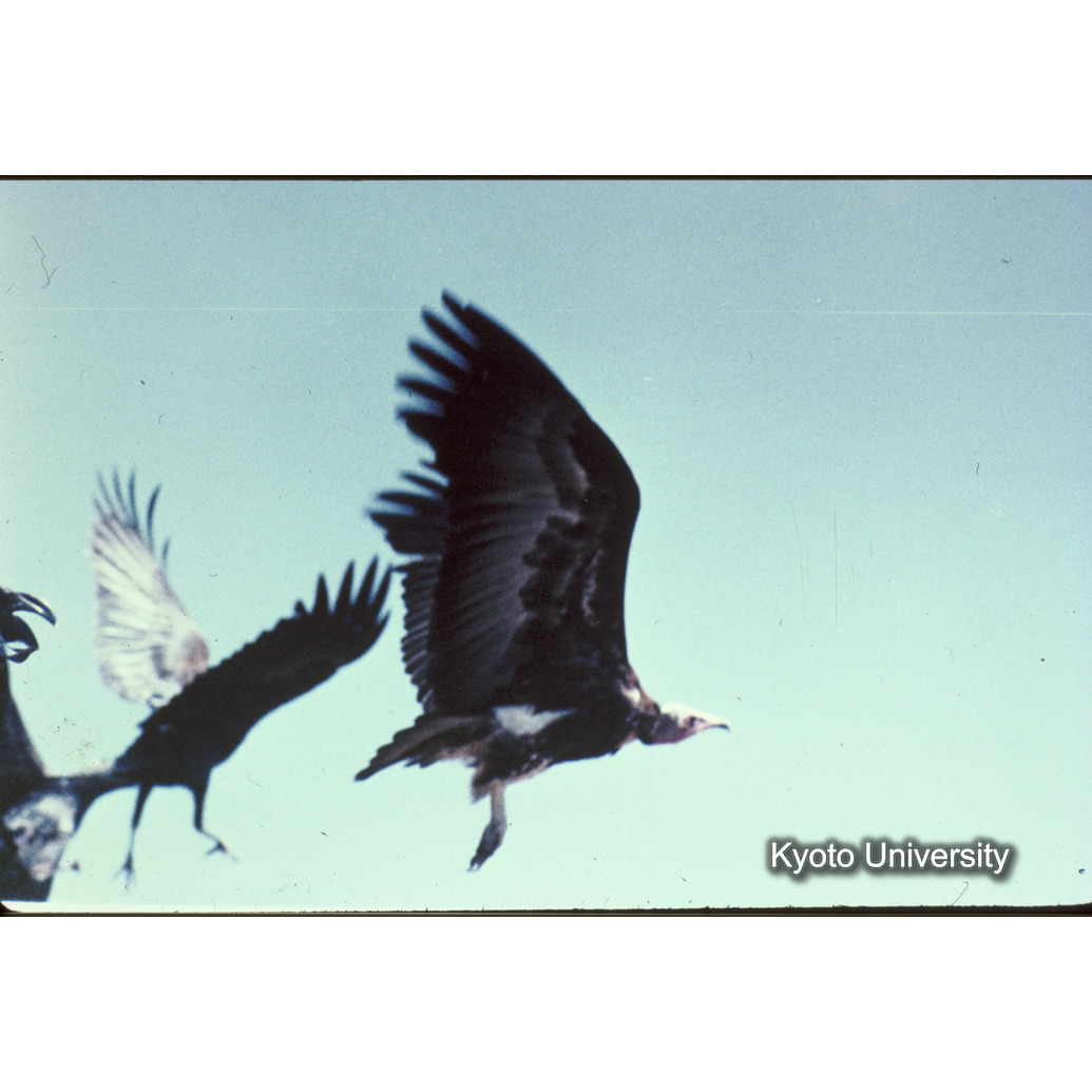 Sm　1973　R53　●[赤色シール] (1)