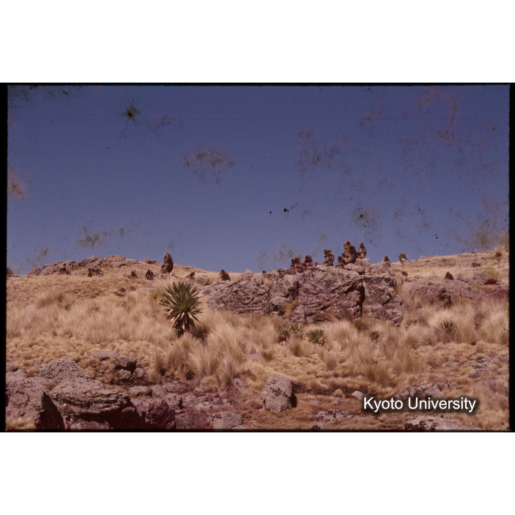 Sm　1973　1223 (1)