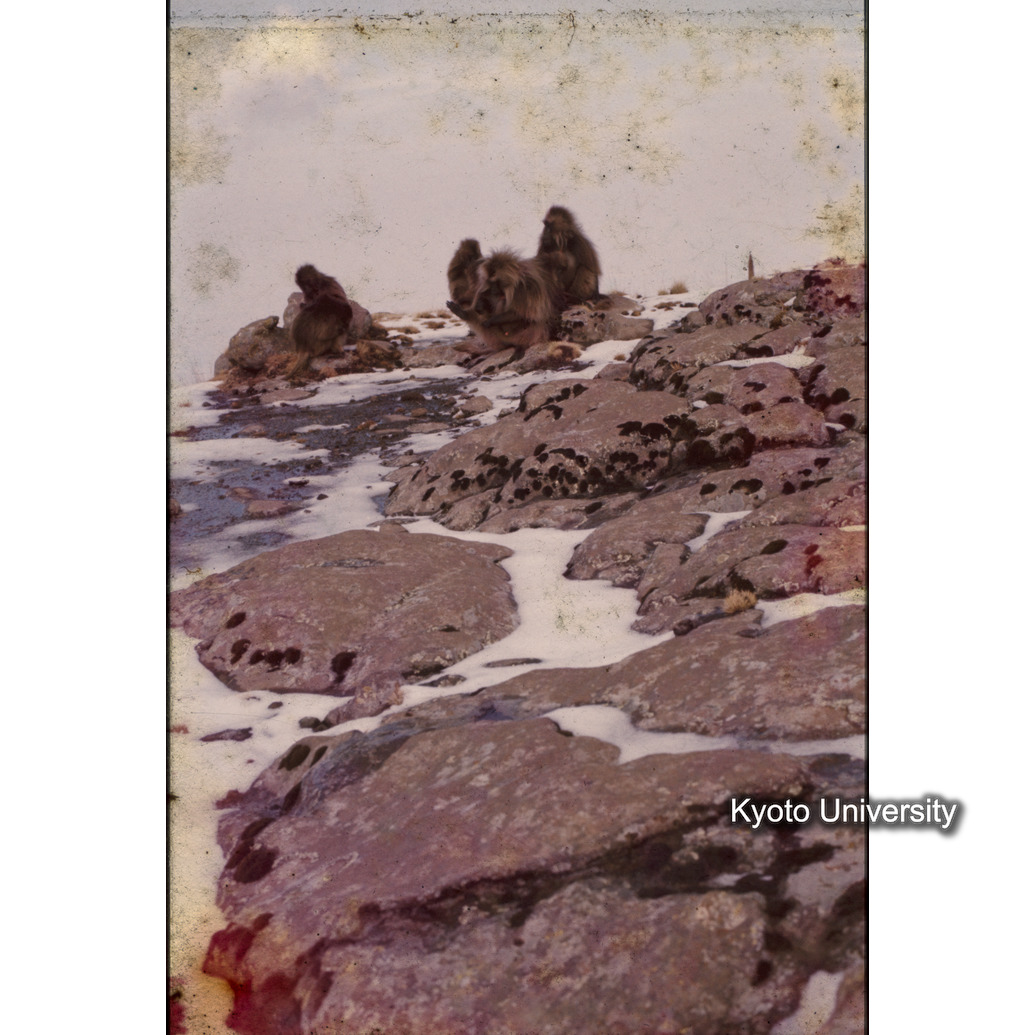 Sm　1973　1259 (1)