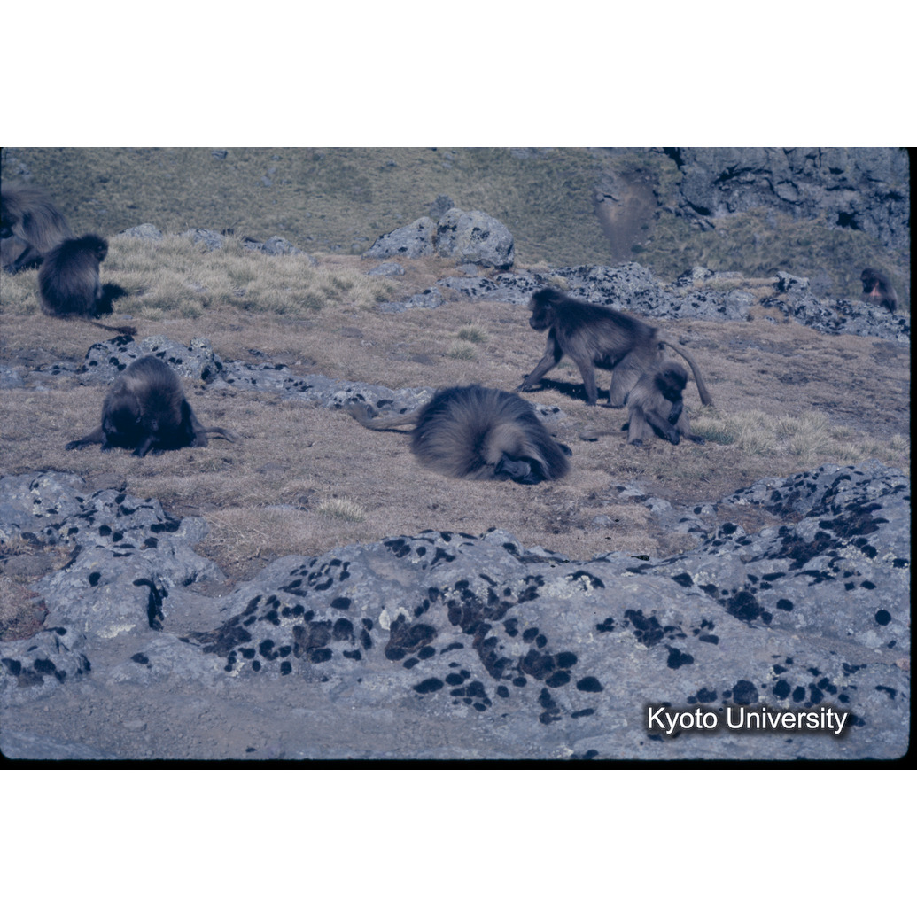 Sm　1973　1337 (1)