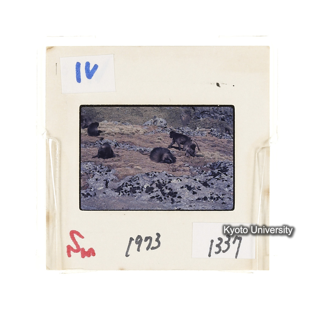 Sm　1973　1337 (2)