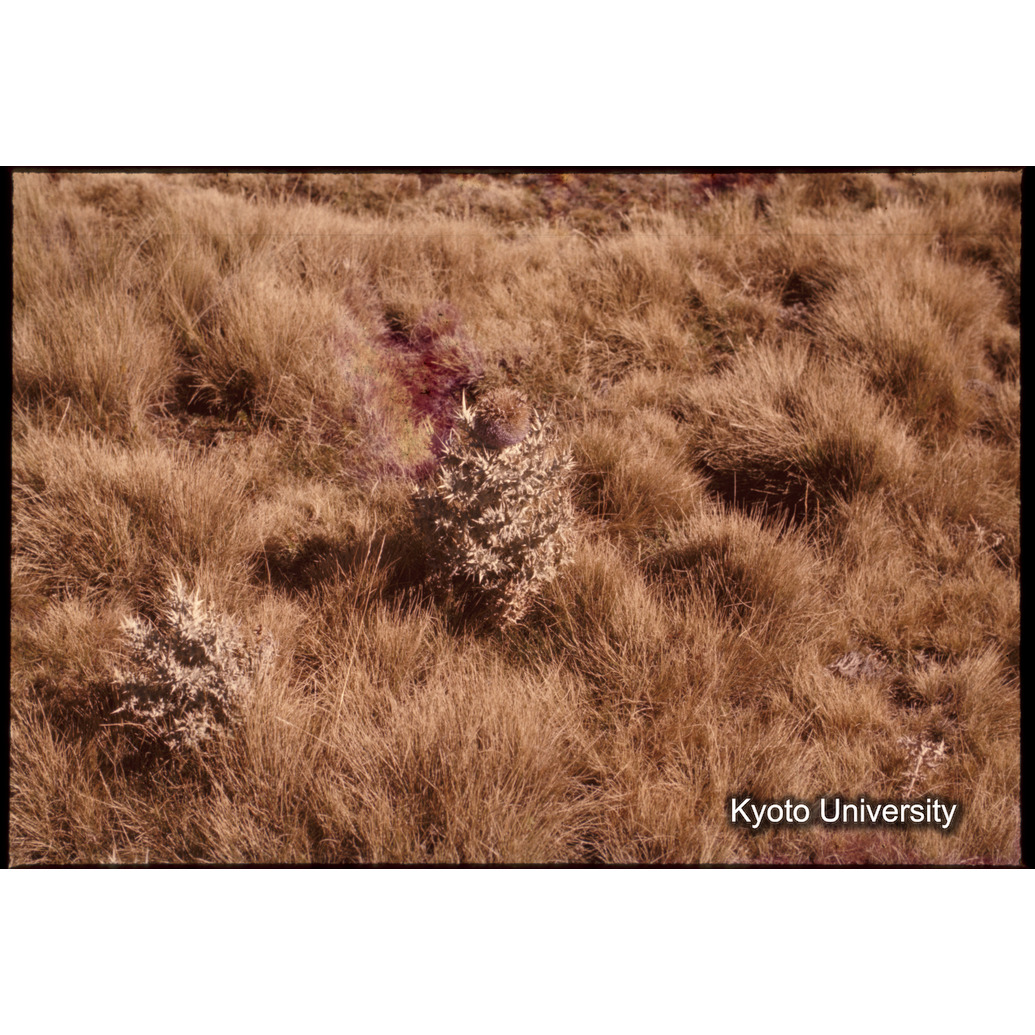 Sm　1973　1383 (1)