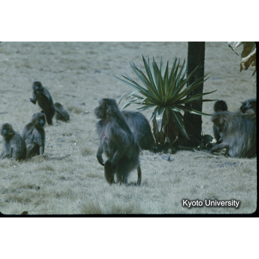 Sm　1973　65　（N）[赤色, 丸囲み] (1)