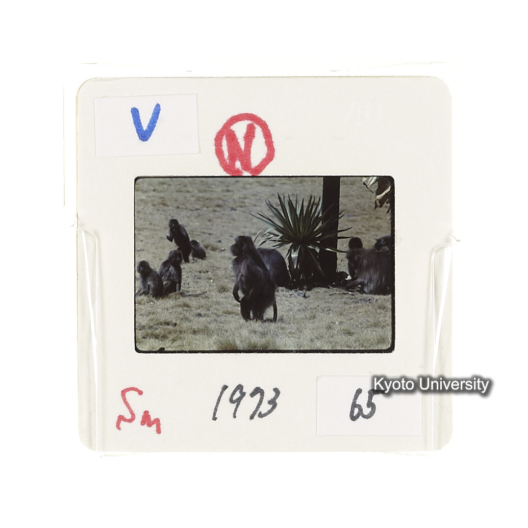 Sm　1973　65　（N）[赤色, 丸囲み] (2)