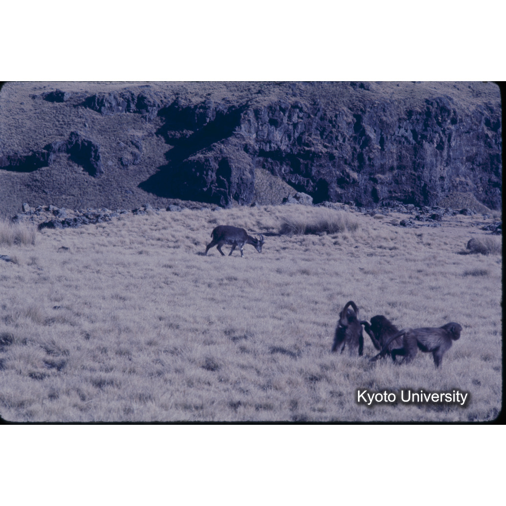 Sm　1973　1000 (1)