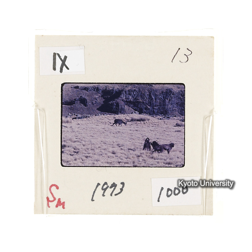 Sm　1973　1000 (2)