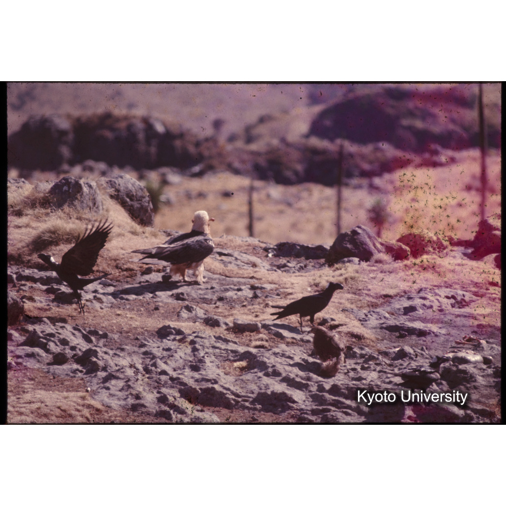 Sm　1973　1011 (1)