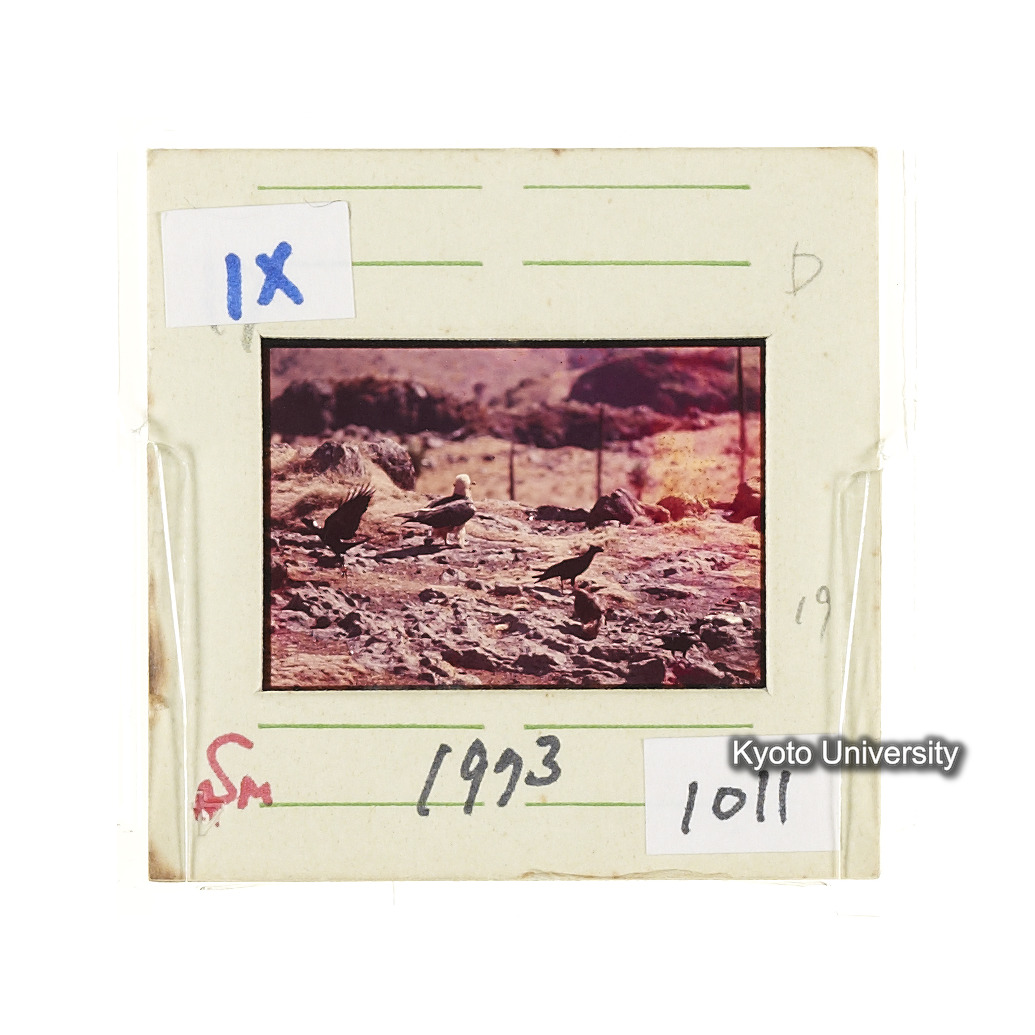 Sm　1973　1011 (2)