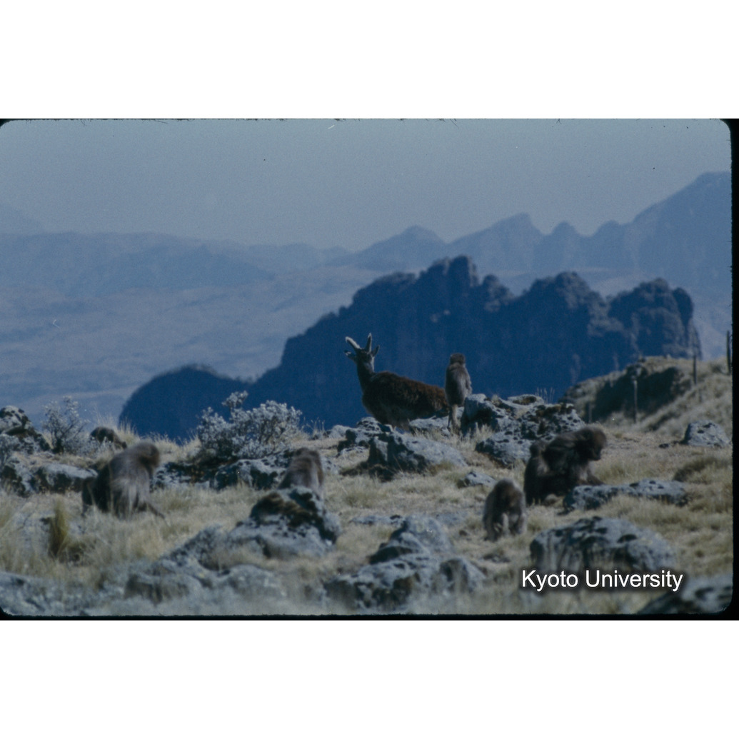 Sm　1973　25　（N）[赤色, 丸囲み] (1)