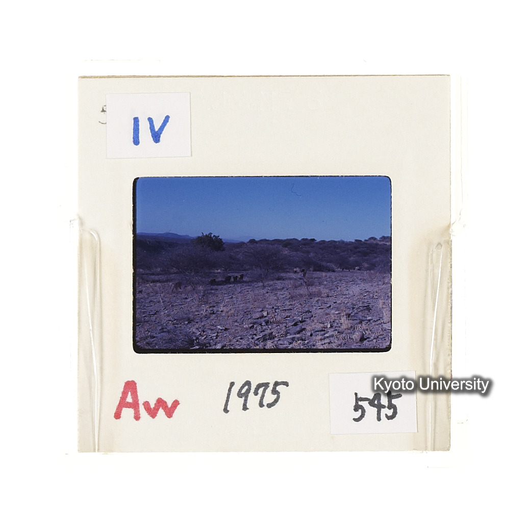Aw　1975　545 (2)