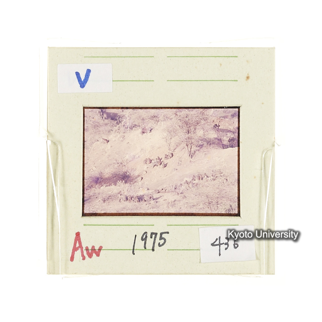 Aw　1975　436 (2)