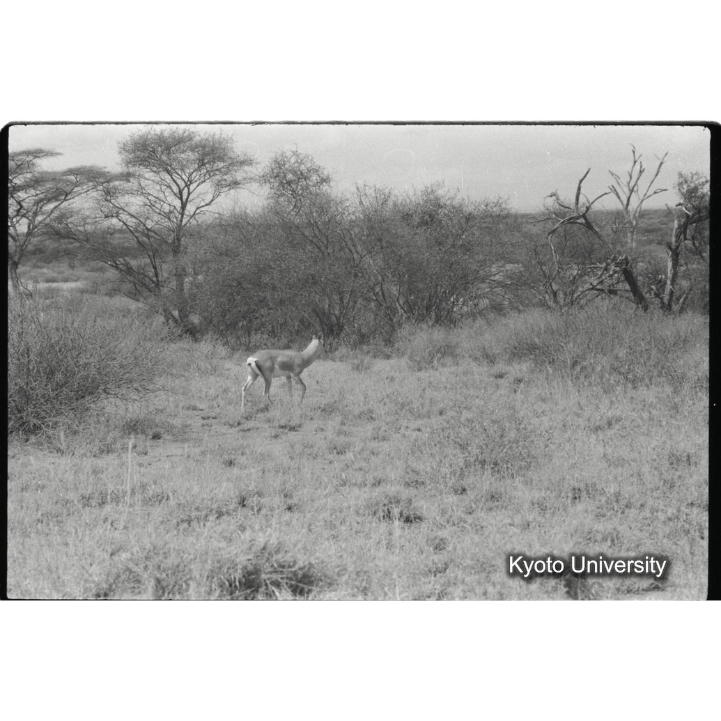 [15コマ目]「グランドガゼル」 (1)