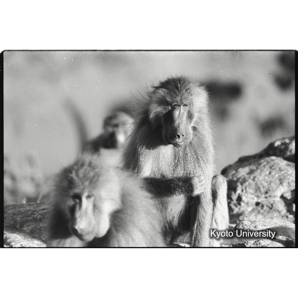 [３６コマ目]「アヌビスヒヒよりの若い雑種雄」 (1)