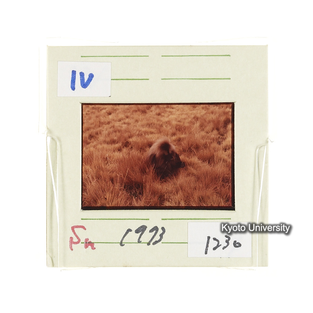 Sm　1973　1230 (2)