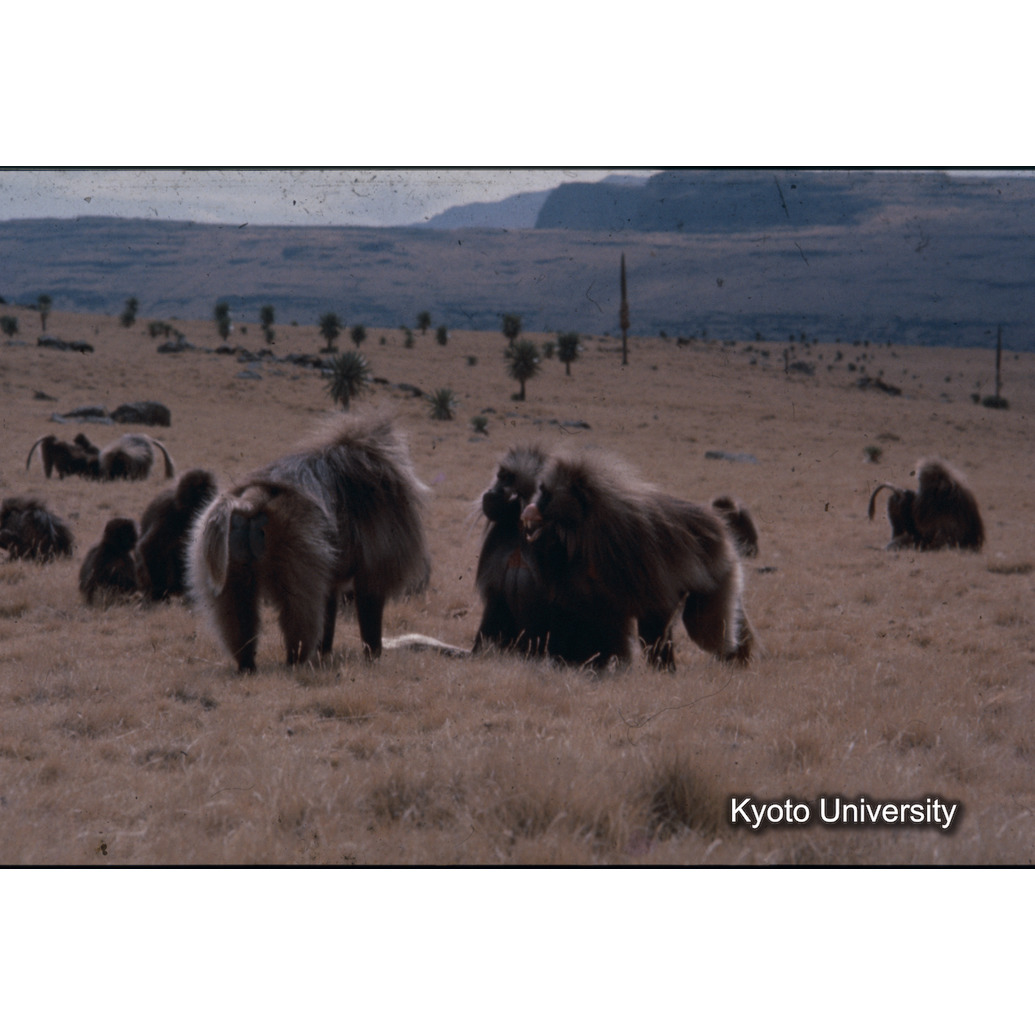 Sm　1973　85　（N）[赤色, 丸囲み] (1)