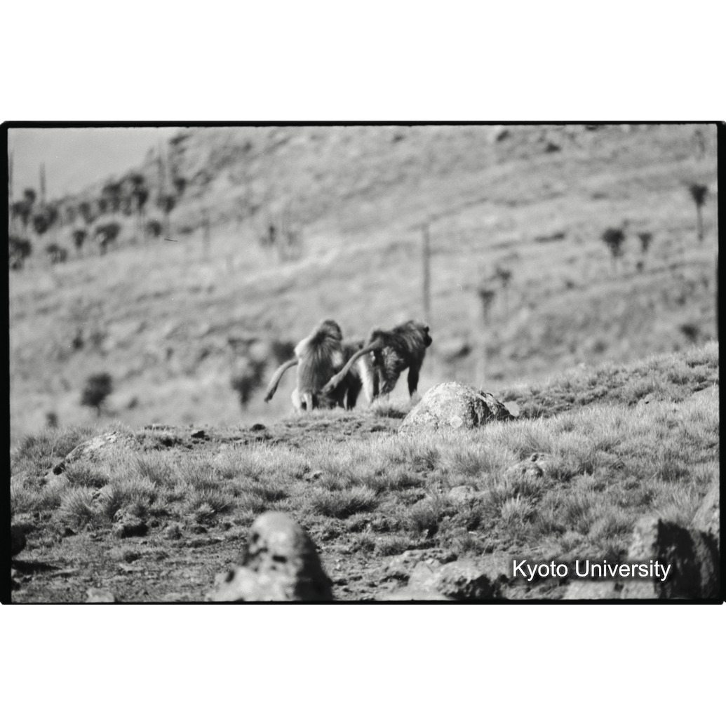 [６コマ目]「雄グループとの対決（３）」 (1)