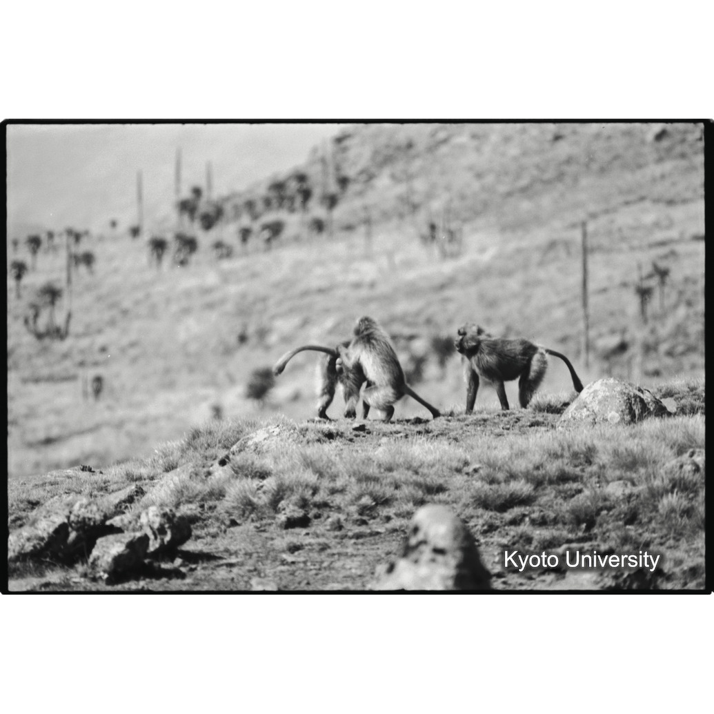 [５コマ目]「雄グループとの対決（２）」 (1)