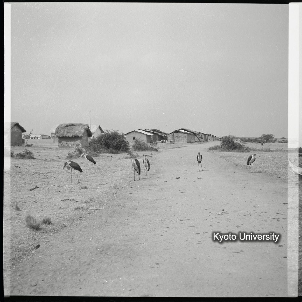 [3コマ目]「ハゲコウ（マラボウストーク）」 (1)