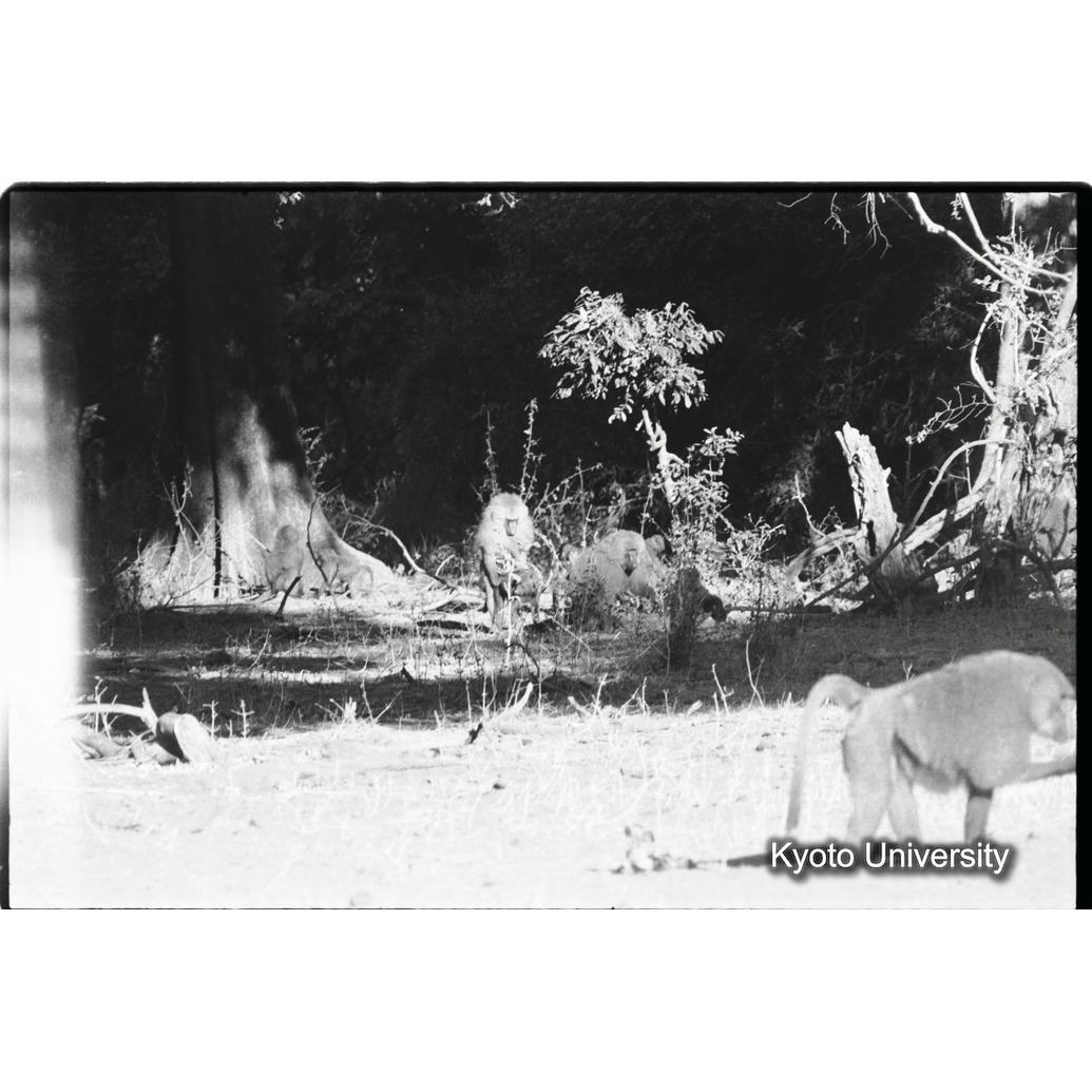 [３コマ目]「マントヒヒのヤングアダルト雄が、アヌビスヒヒの雌に交尾（２）」 (1)