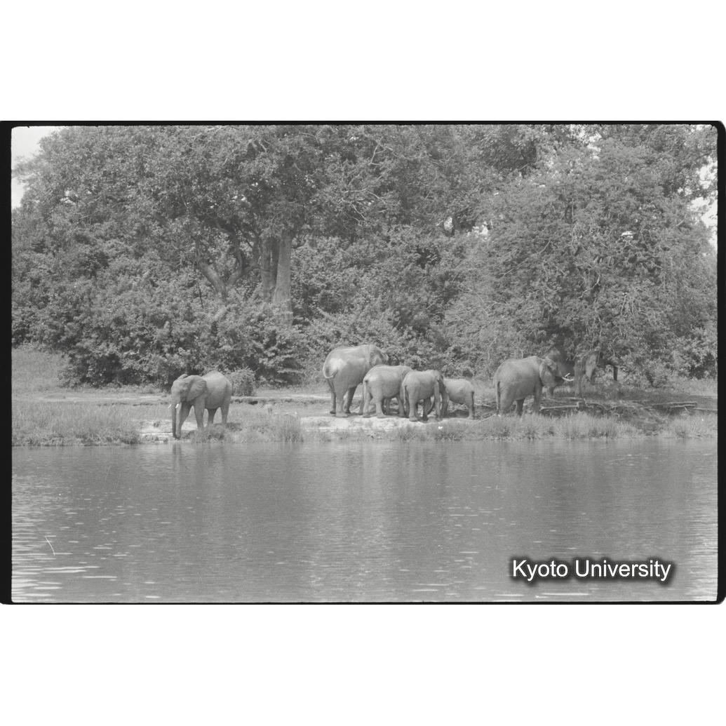 [11コマ目]「アフリカゾウの群れ（３）」 (1)