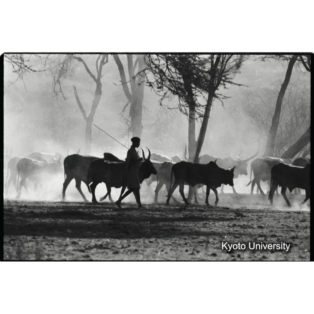 [３６コマ目]「遊牧するアダーリ族（１）」 (1)