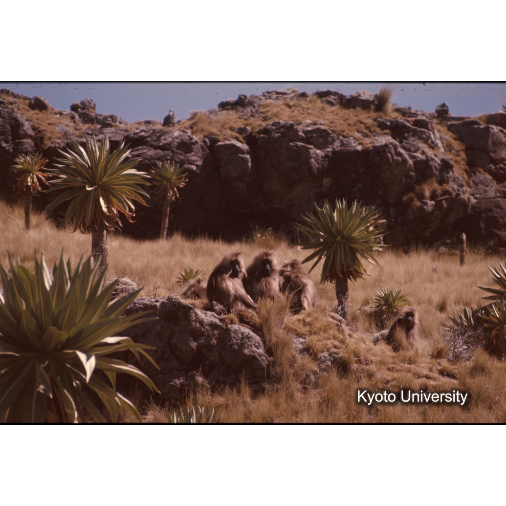 Sm　1973　1026 (1)