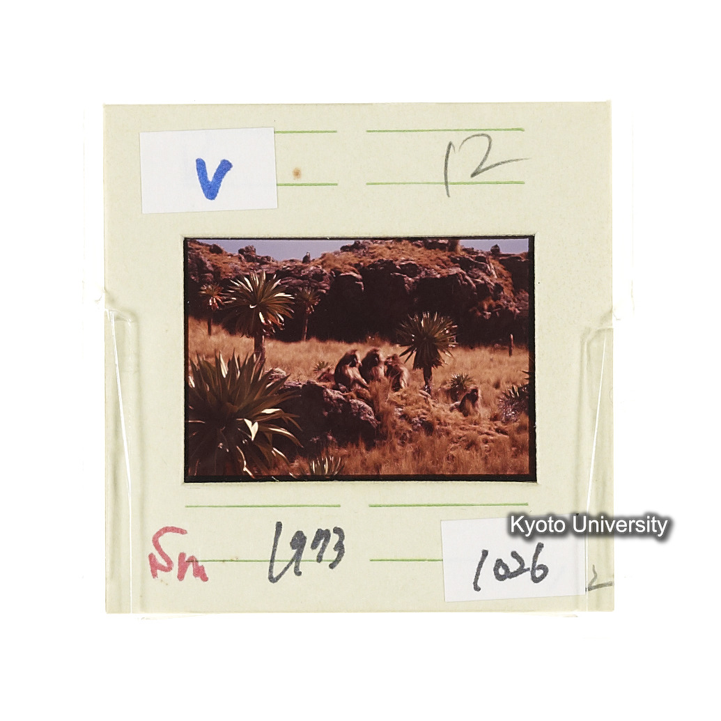 Sm　1973　1026 (2)