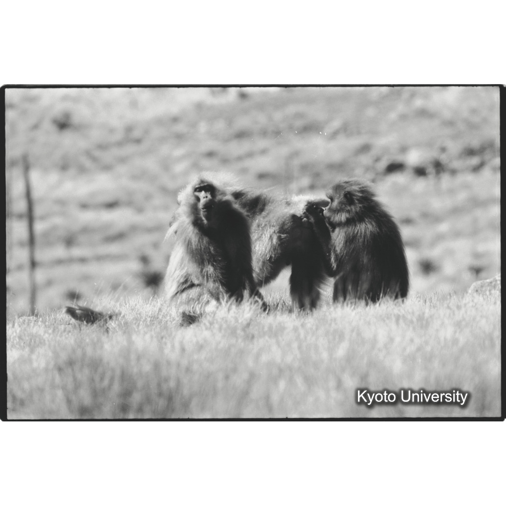 [２４コマ目]「Eバンドの雄グループ（３）」 (1)