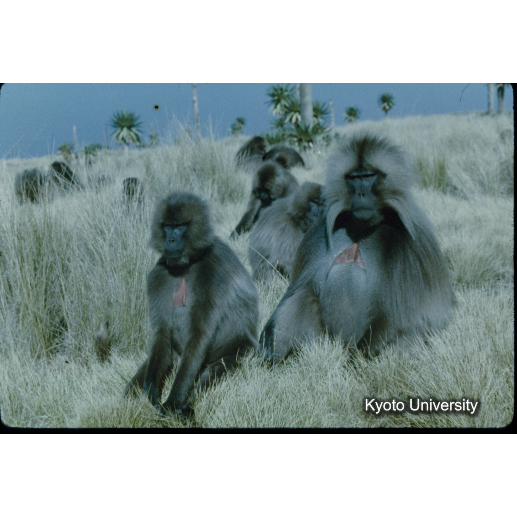 Sm　1973　18　（N）[赤色, 丸囲み] (1)