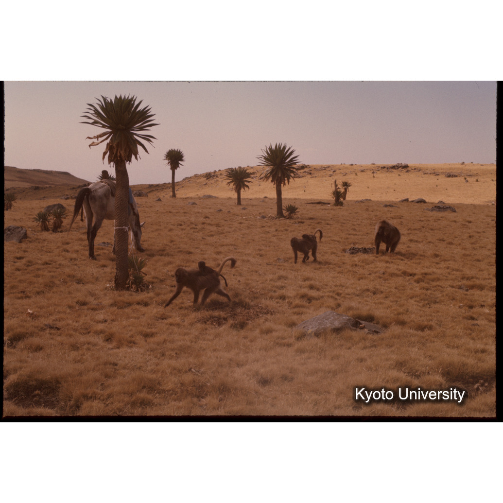 Sm　1973　1036 (1)